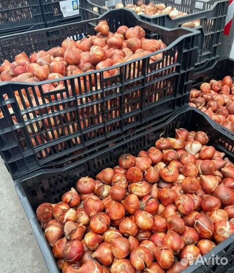 Луковицы тюльпана 12+