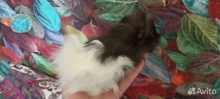 Морские свинки