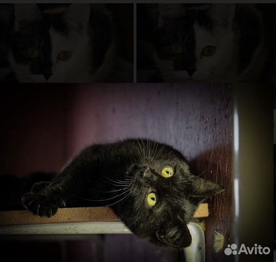 Кошки и котики в добрые руки