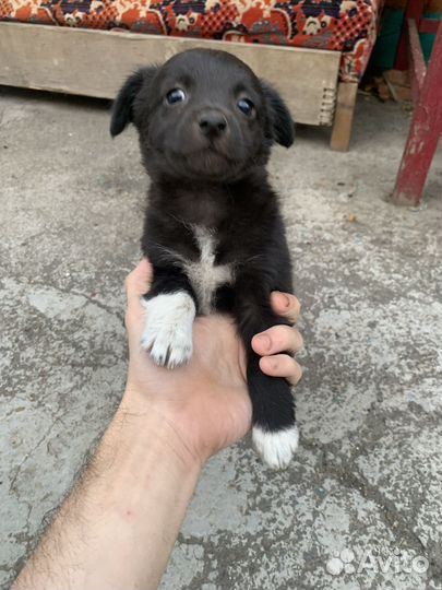 Маленькая собачка ищет любящую семью