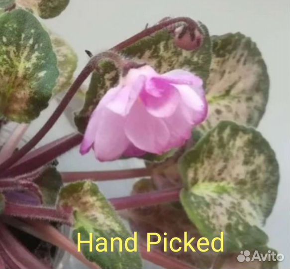 Укорененные листики фиалок в стаканчиках