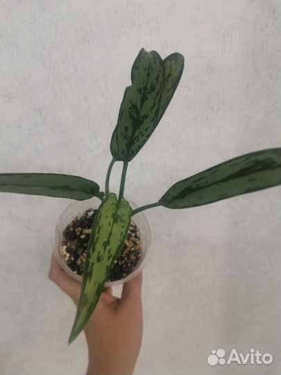 Аглаонема Cutlass