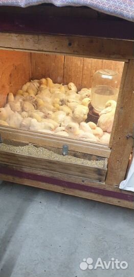 Продукты питания
