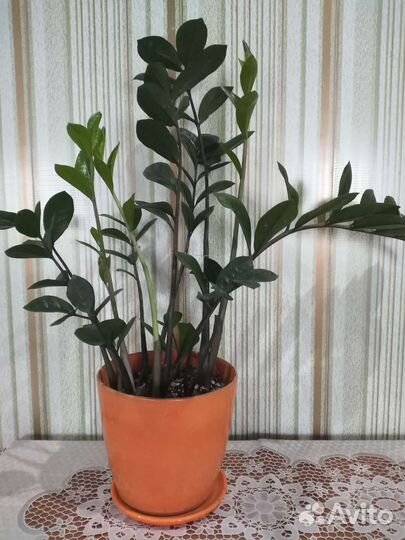 Замиокулькасы