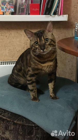 Бенгальский кот на вязку