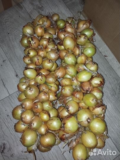 Лук семейный на посадку