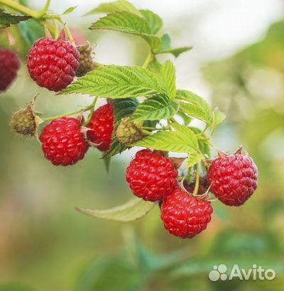 Рябина, малина