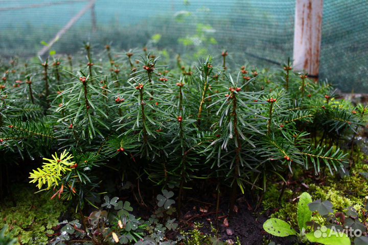 Пихта кавказская Нормана сеянцы