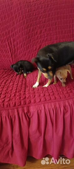 Щенки той-терьер