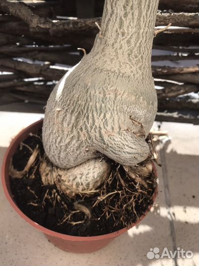 Излишки комнатных растений