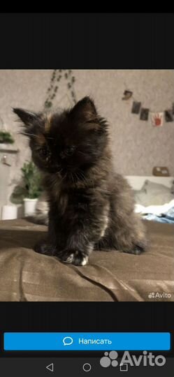 Шотландские вислоухие котята