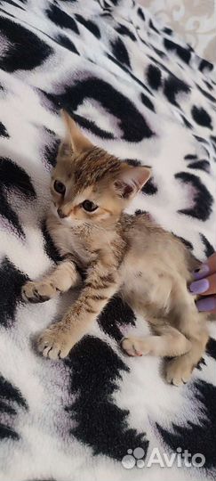 Отдам котенка в добрые руки