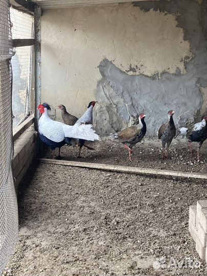 Фазаны серебро (продажа)