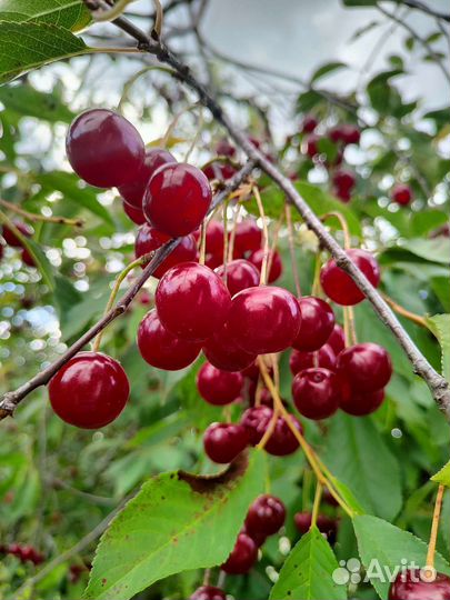 Вишня свежая