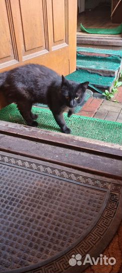 Подбросили на даче ласкового чёрного кота
