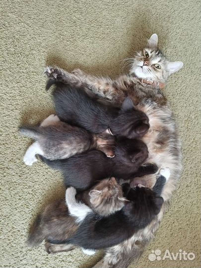 Котята в добрые руки