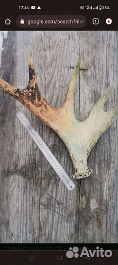 Рога оленя и лося вывоз