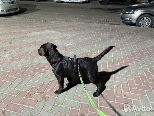 Щенок Лабрадор шоколад мальчик 5 месяцев