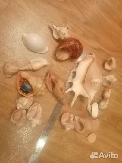 Морские ракушки раковины