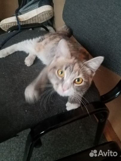 Кошечка в добрые руки