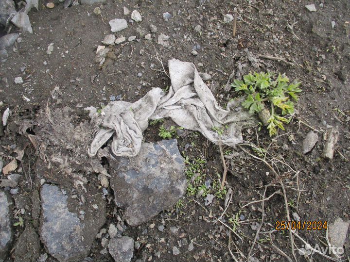 Ё- моё окаменевшие сопли горного зайца