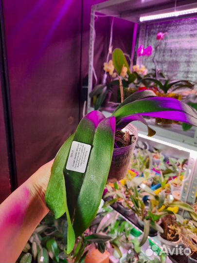 Орхидея фаленопсис Golden Leopard