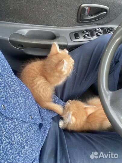 Кошки в добрые руки бесплатно