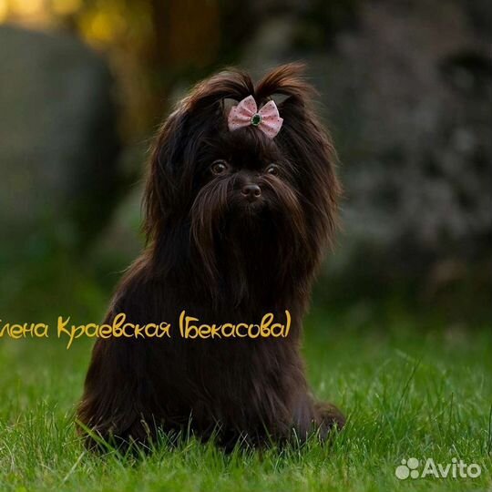 Питомник Щенки Оформление документов