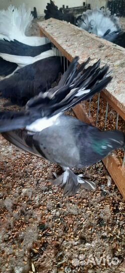 Голуби павлины голубые белые