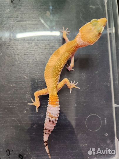 Агамы, эублефары передержка