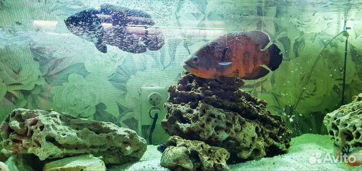 Аквариум