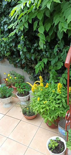 Дом 48 м² на участке 2 сот.