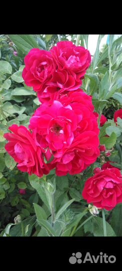 Роза плетистая Фламентанц