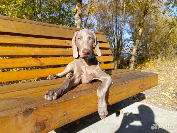 Щенок в охоту