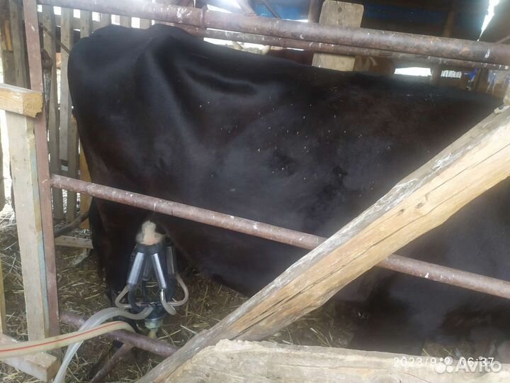 Айширская корова