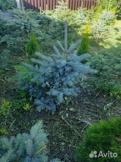 Ель голубая глаука и туи смарагд