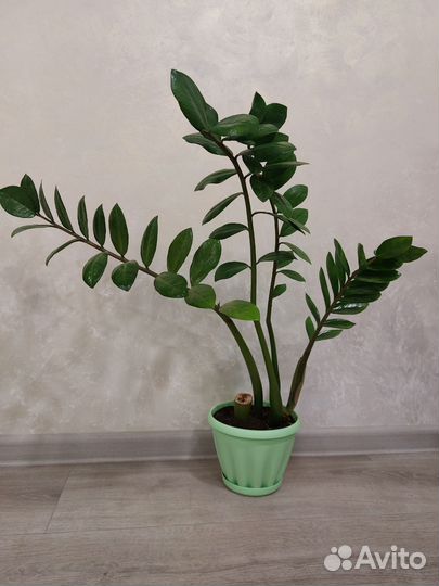 Замиокулькас