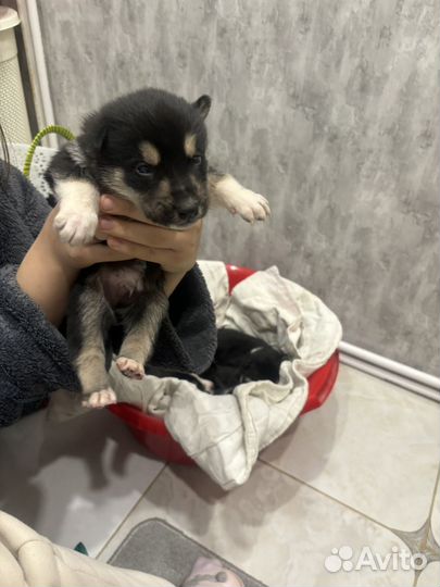 Сибирский хаски (метисы)