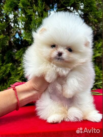 Шпиц помнранский девочка