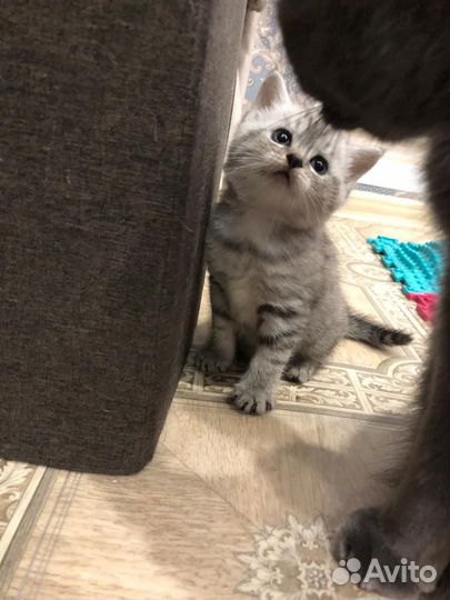 Британский котенок