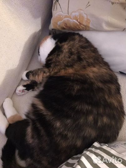 Передержка кошек