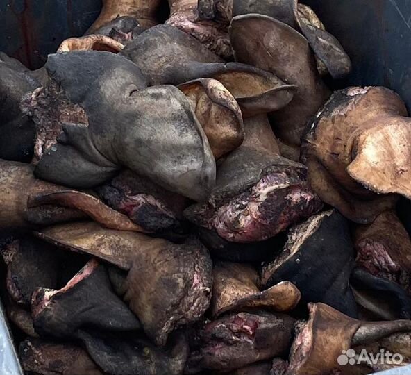 Говяжьи носы и уши опаленые на корм собакам