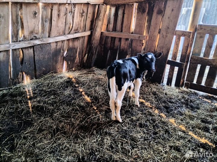 Корова дойная, овцы, бараны, ягнята