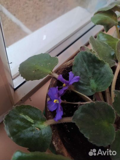 Фиалка сортовая