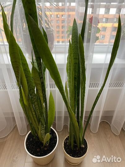 Сансевиерия (щучий хвост, тёщин язык)