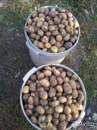 Картофель, Мелкий картофель