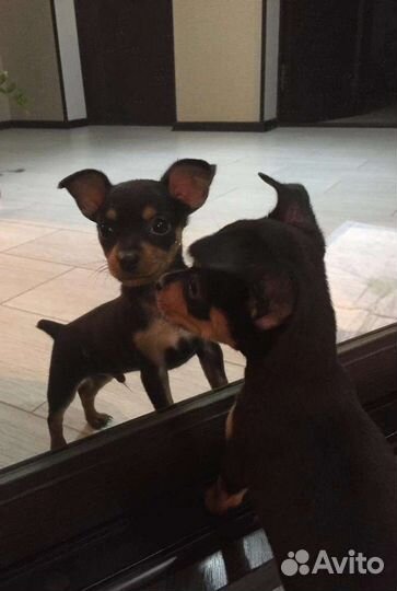 Мини той-терьер