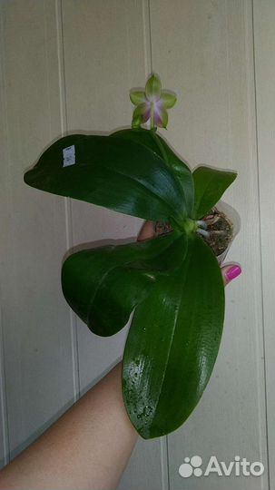 Орхидея Meidarland Kaiulani цветет
