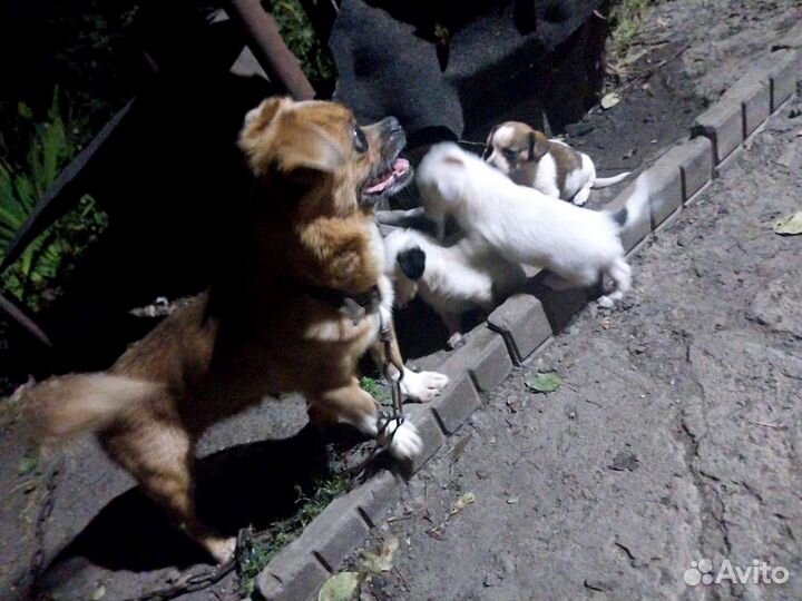 Собаки щенки маленькой породы