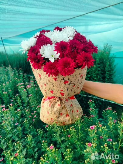 Хризантема